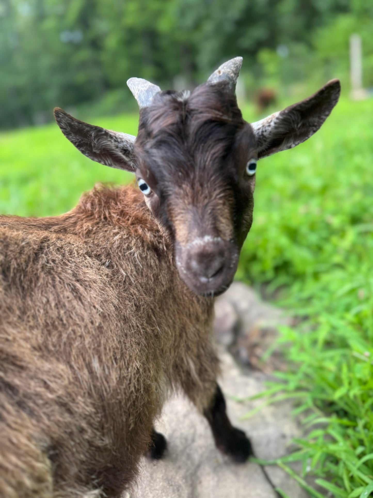 Benjamin the Bouncy Goat: The Story of a Lucky Little Goat
